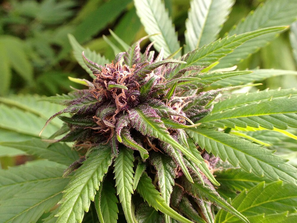 Growreport Bild 7