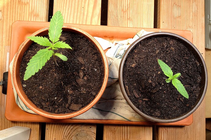Zwei junge Cannabissämlinge in Töpfen auf einem Untersetzer, von oben fotografiert.