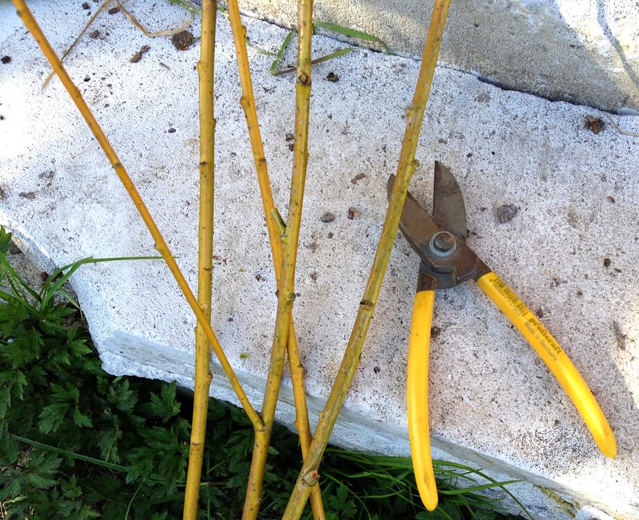 Gelbe Weidenzweige liegen neben einer gelben Gartenschere auf einem hellen Steinboden.