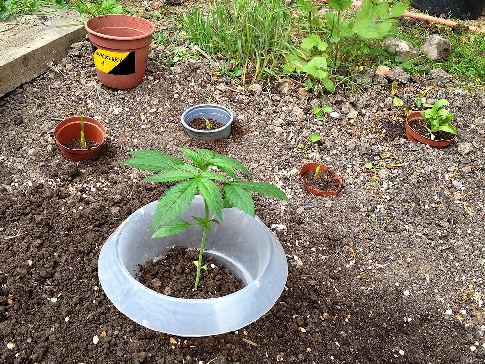 Eine junge Cannabispflanze in einem transparenten Kunststoffring im Gartenbeet, umgeben von weiteren kleinen Töpfen.