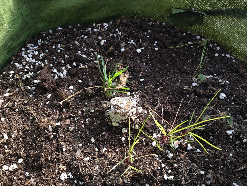 Growreport Bild 32