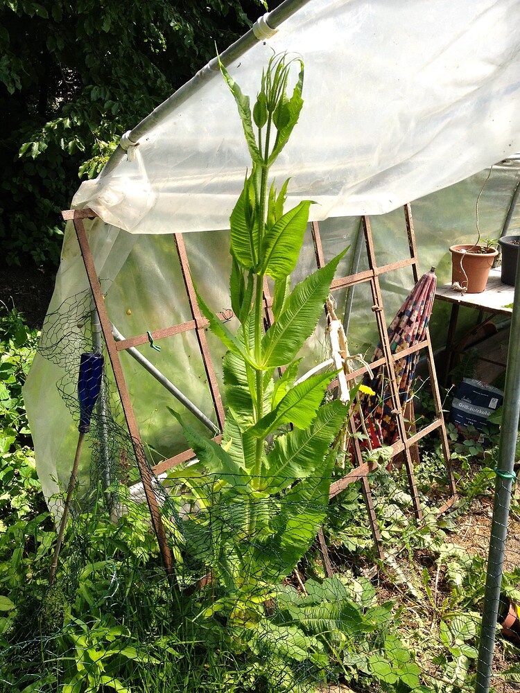 Growreport Bild 38