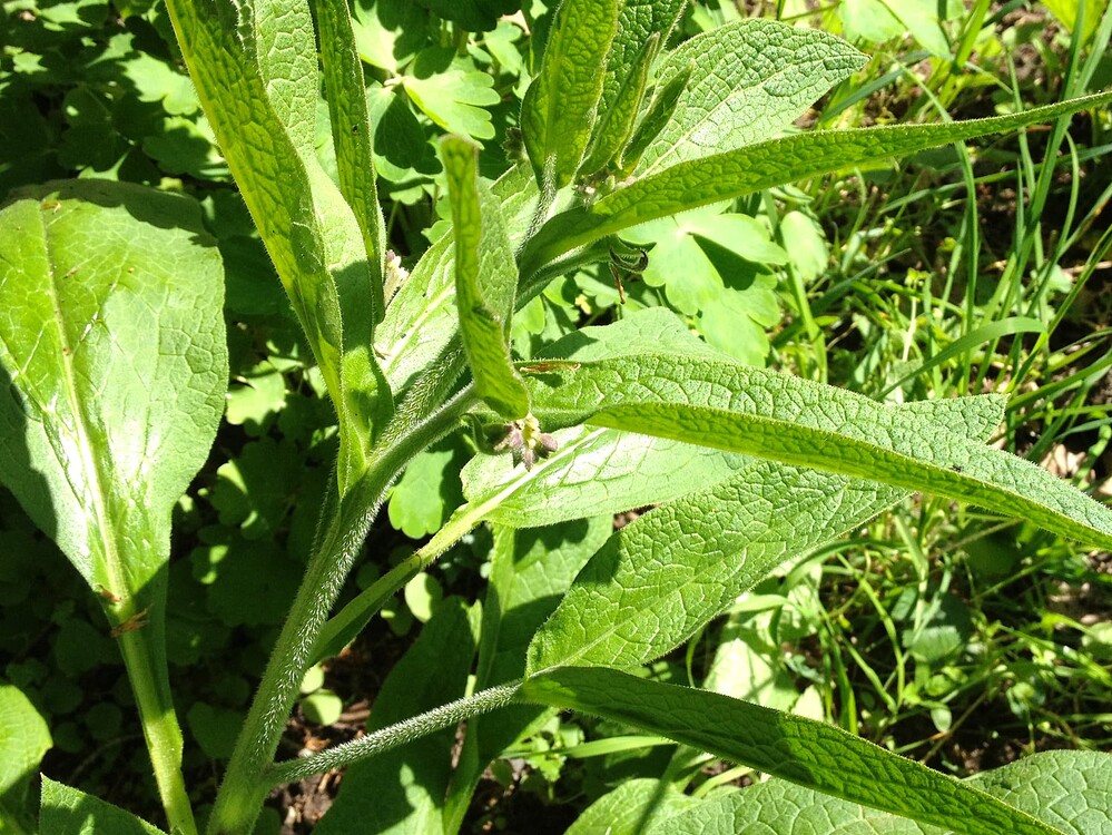 Nahaufnahme einer Beinwell-Pflanze im Garten, die kurz vor der Blüte steht.