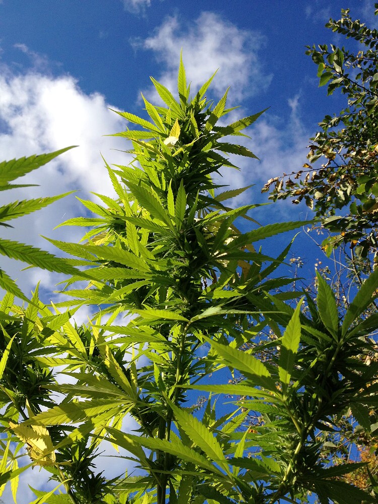Growreport Bild 1