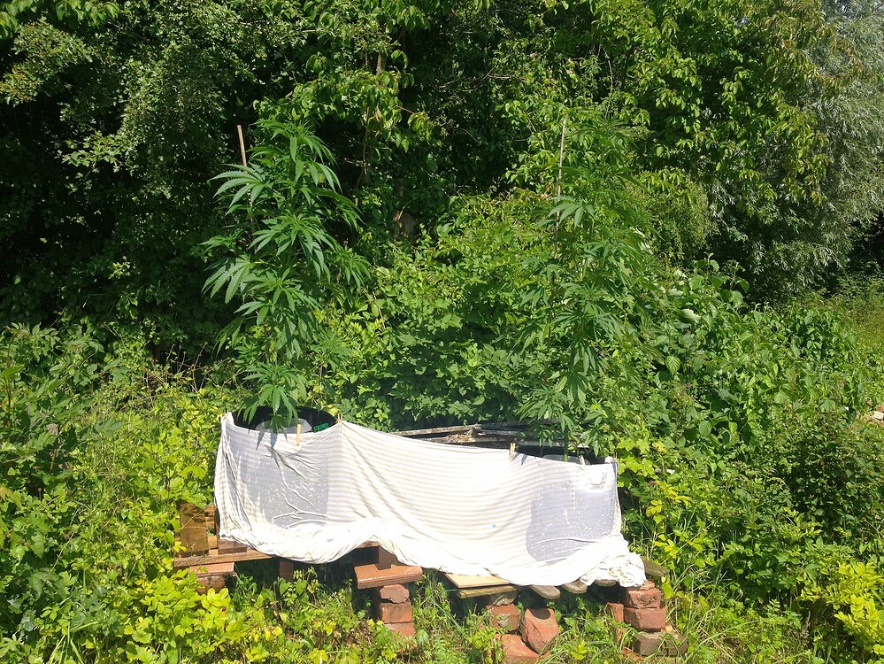 Growreport Bild 1