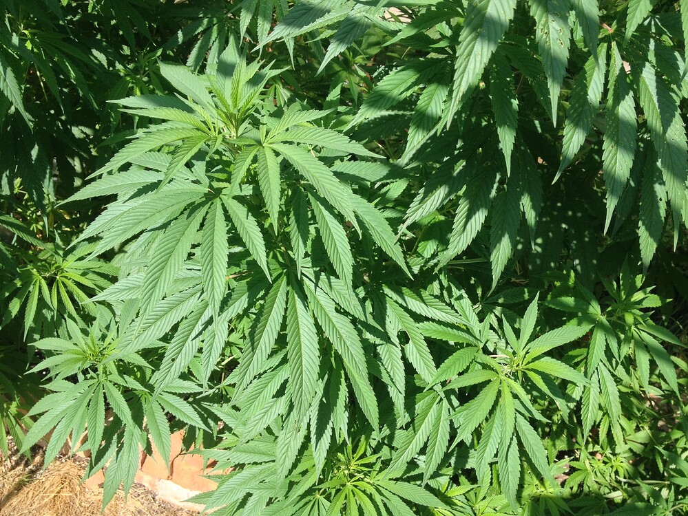 Growreport Bild 60