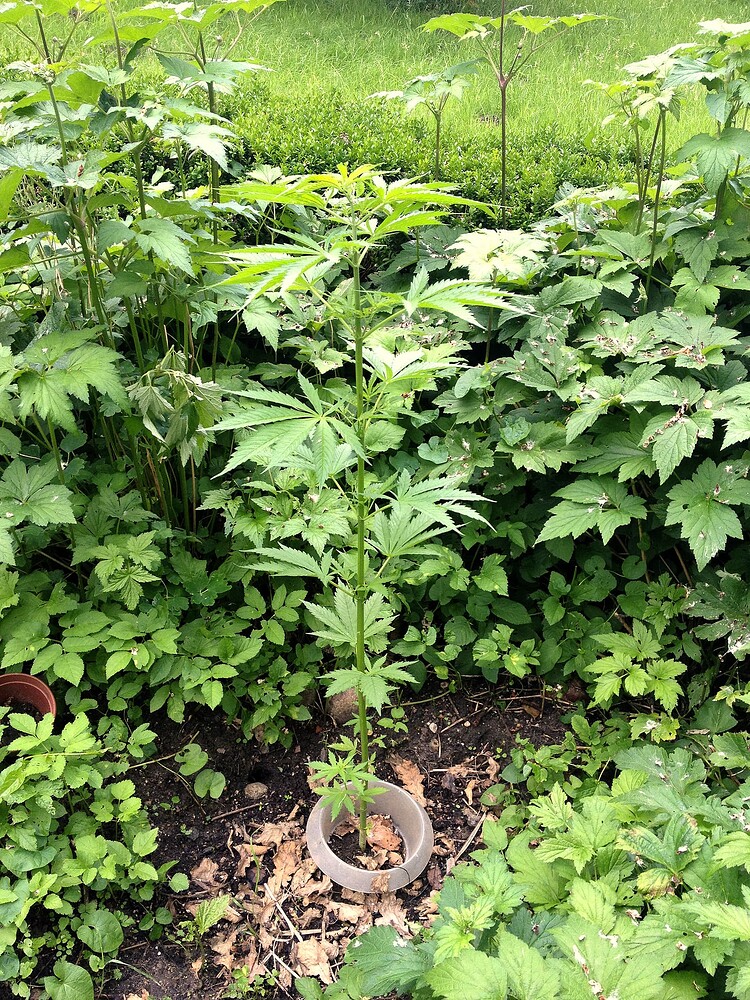 Growreport Bild 6