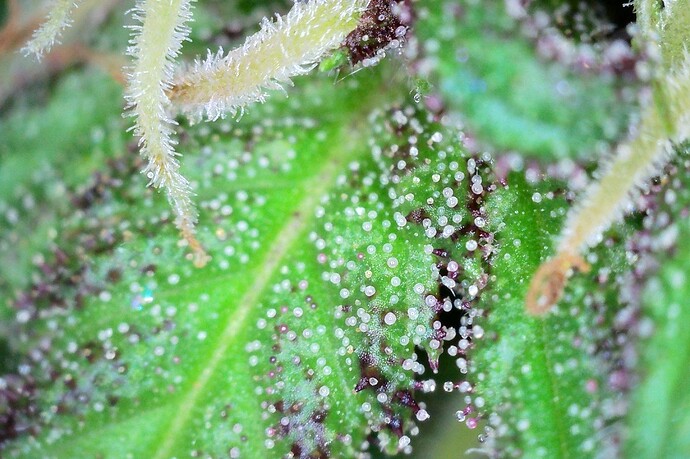 Growreport Bild 3