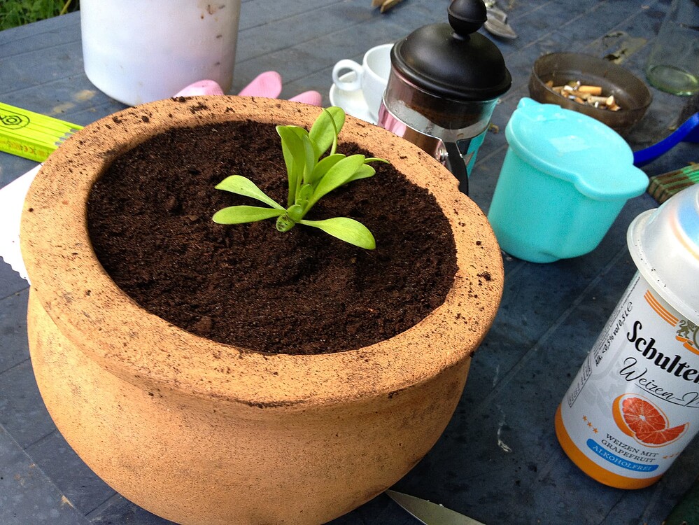Growreport Bild 27