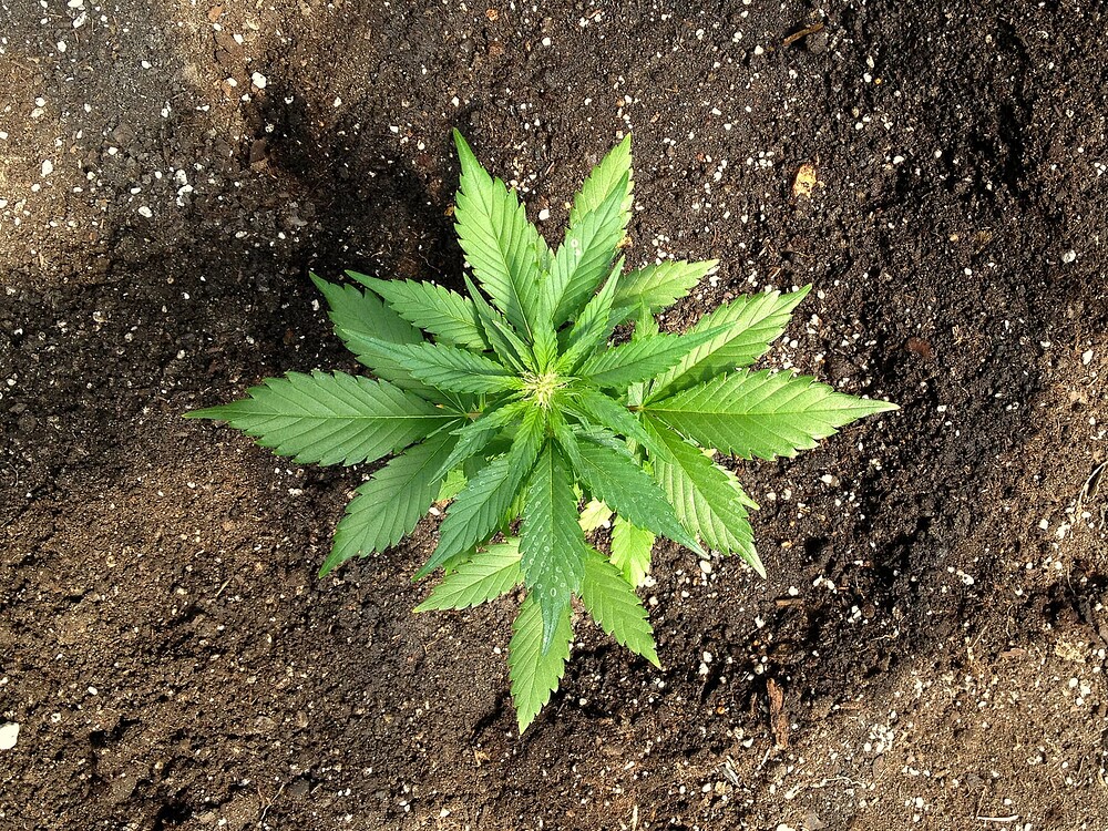 Eine junge Cannabis-Pflanze in der Draufsicht, die in dunkler Erde wächst und erste Anzeichen der Blüte zeigt.