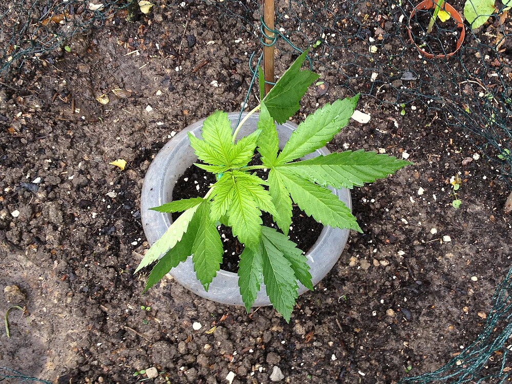 Growreport Bild 40
