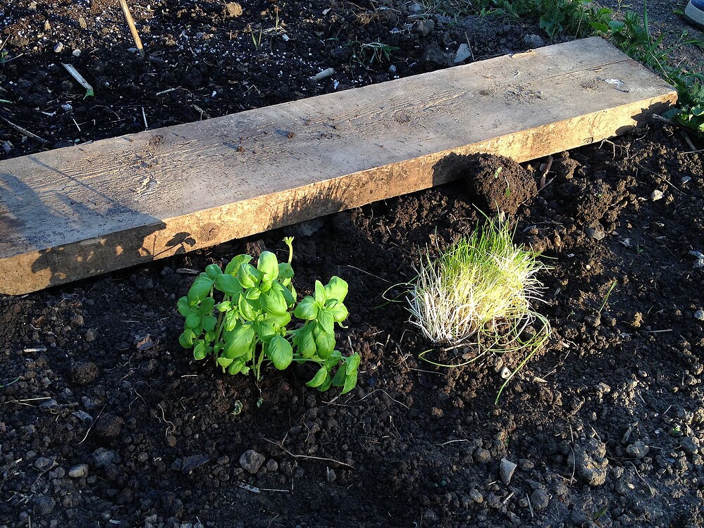 Zwei Küchenkräuter, Basilikum und Schnittlauch, die in die Erde gepflanzt wurden, neben einem Holzbrett im Garten.