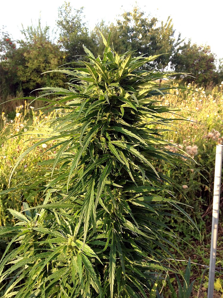 Growreport Bild 25