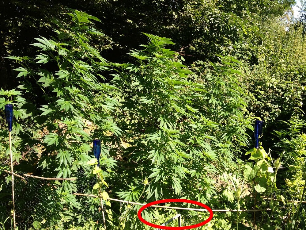 Growreport Bild 10