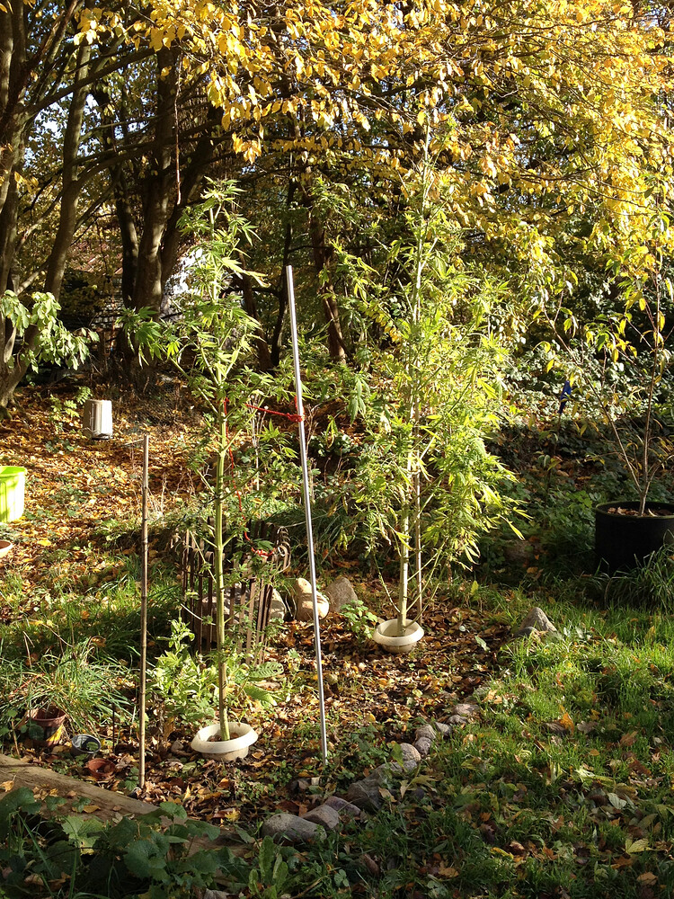 Growreport Bild 5