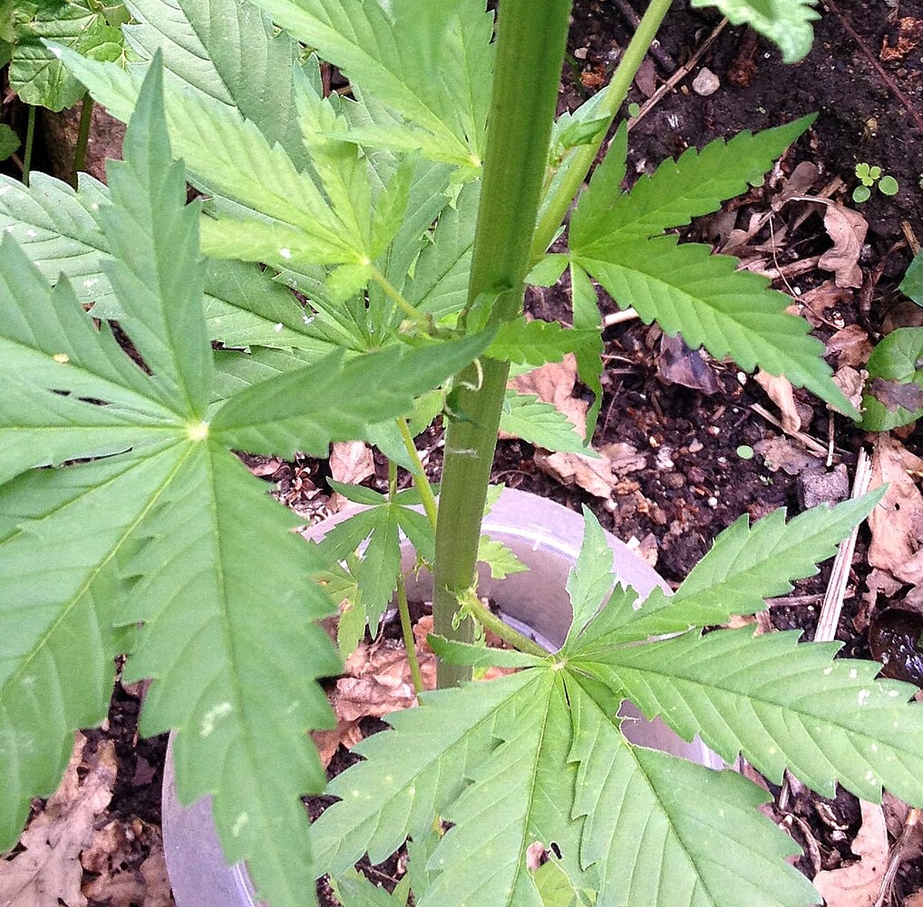 Growreport Bild 1
