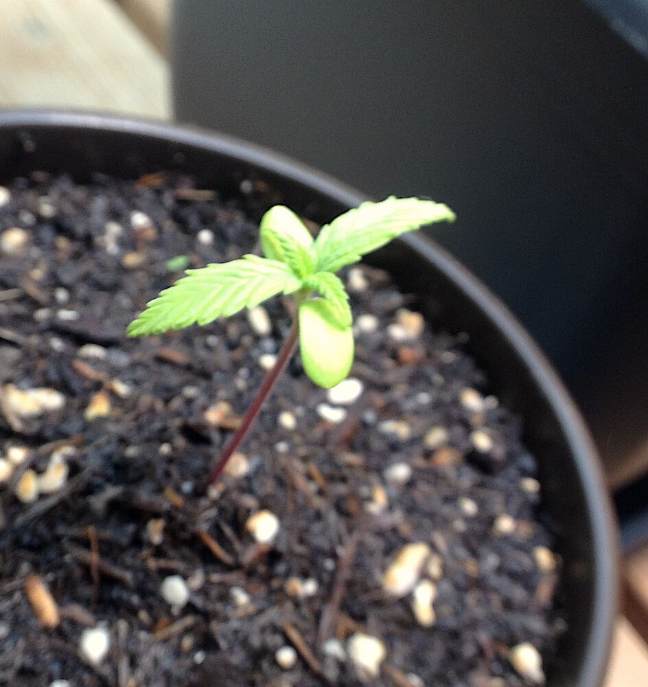 Ein kleiner Cannabis-Sämling in einem Topf mit dunkler Erde, der einen rötlichen Stiel und hellgrüne Blätter aufweist.