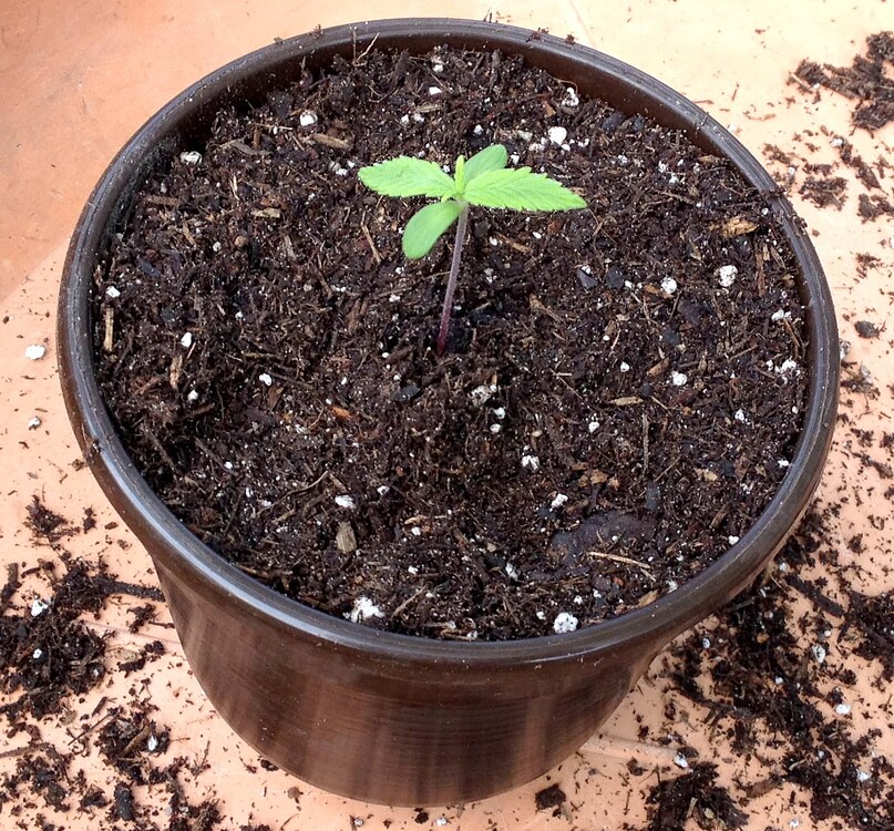 Growreport Bild 27