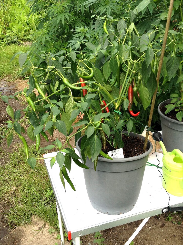 Growreport Bild 25