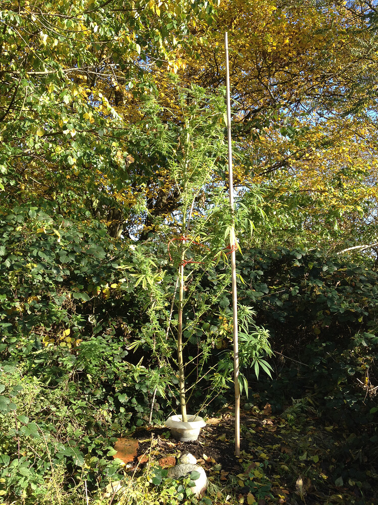 Growreport Bild 6