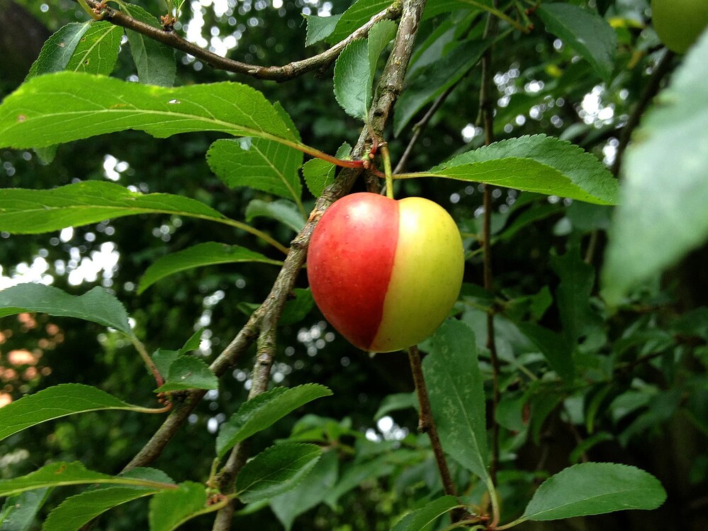 Growreport Bild 22