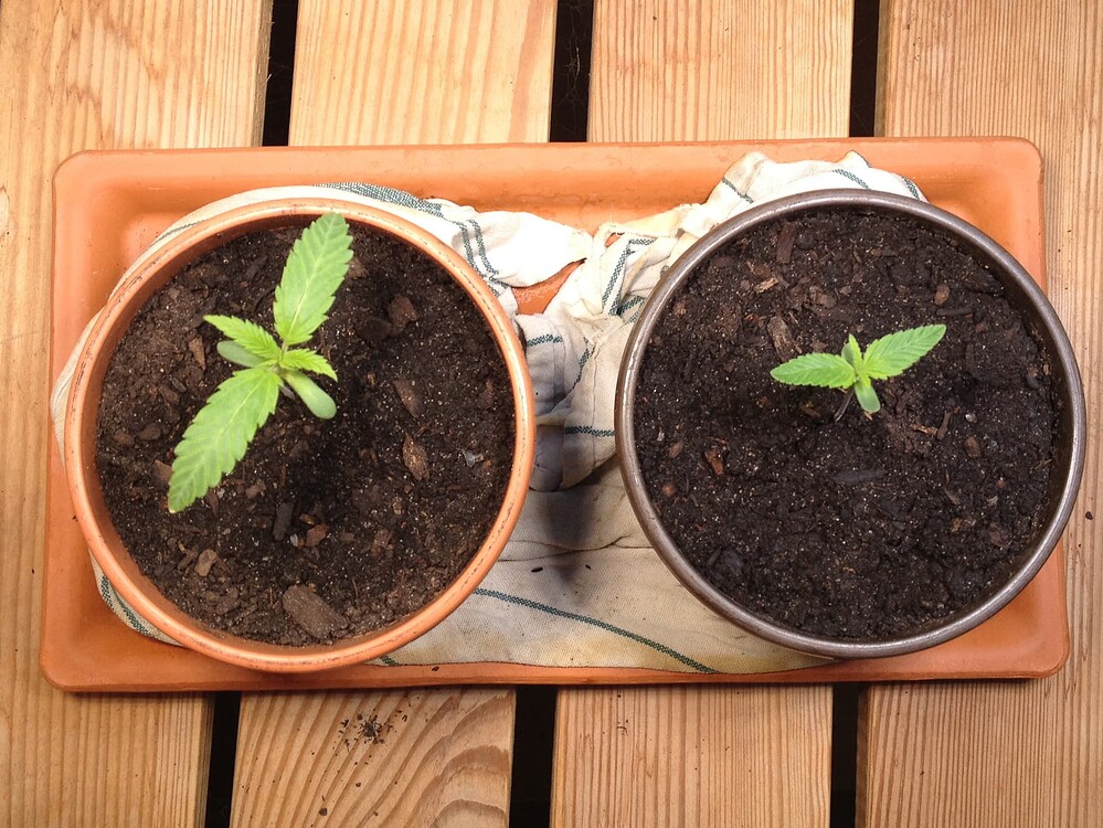 Growreport Bild 8