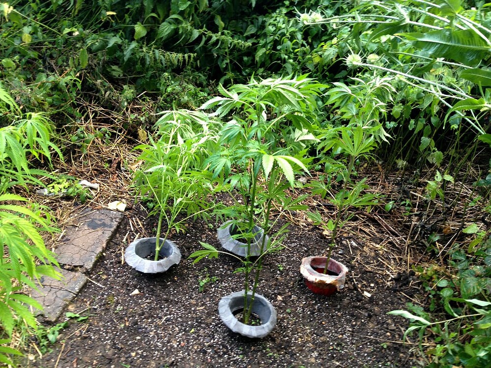 Growreport Bild 36