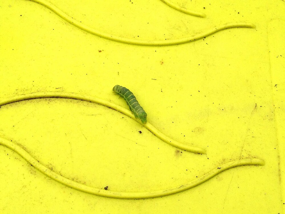 Growreport Bild 13