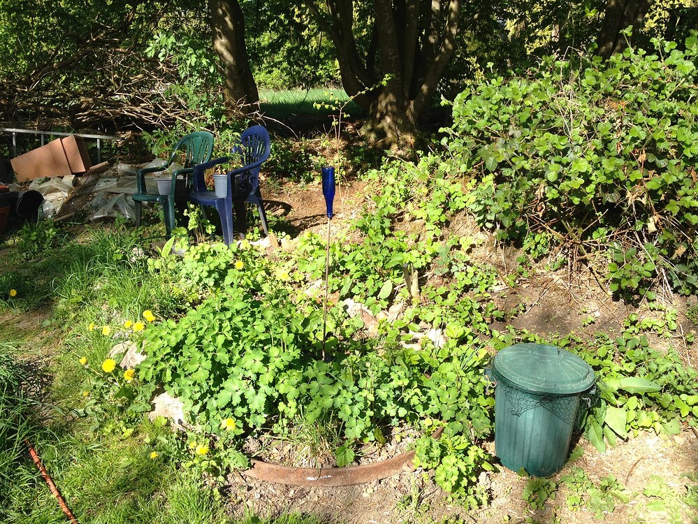 Eine junge Cannabispflanze in einem kleinen Topf auf einem blauen Plastikstuhl im Garten.