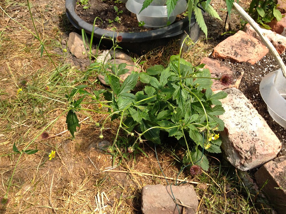 Growreport Bild 37