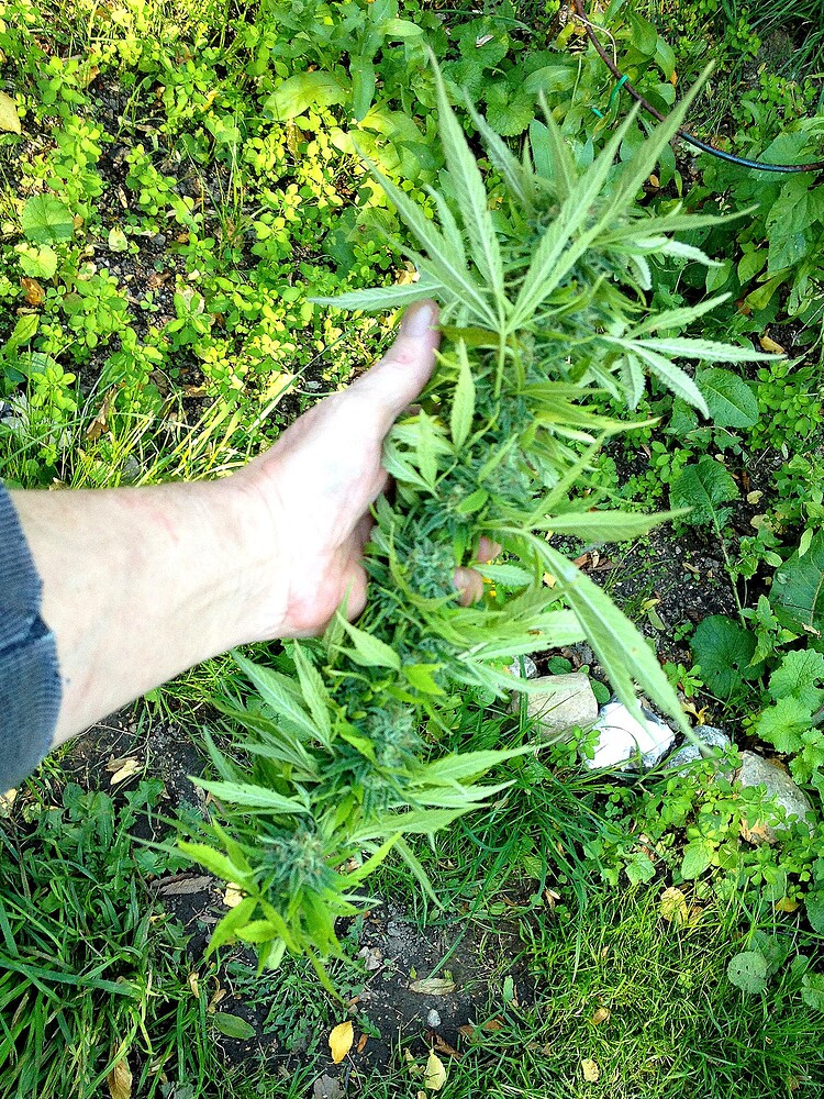 Growreport Bild 7