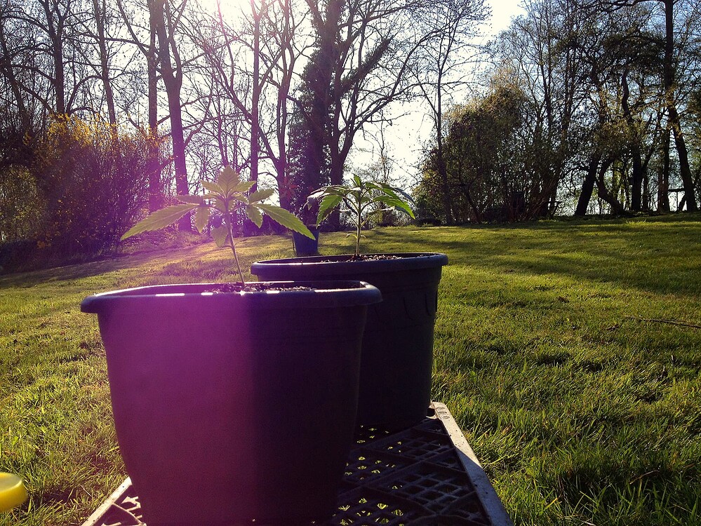 Zwei junge Cannabispflanzen in schwarzen Töpfen stehen im Freien auf einer Wiese im Gegenlicht der Sonne.