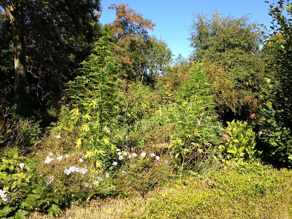 Growreport Bild 12