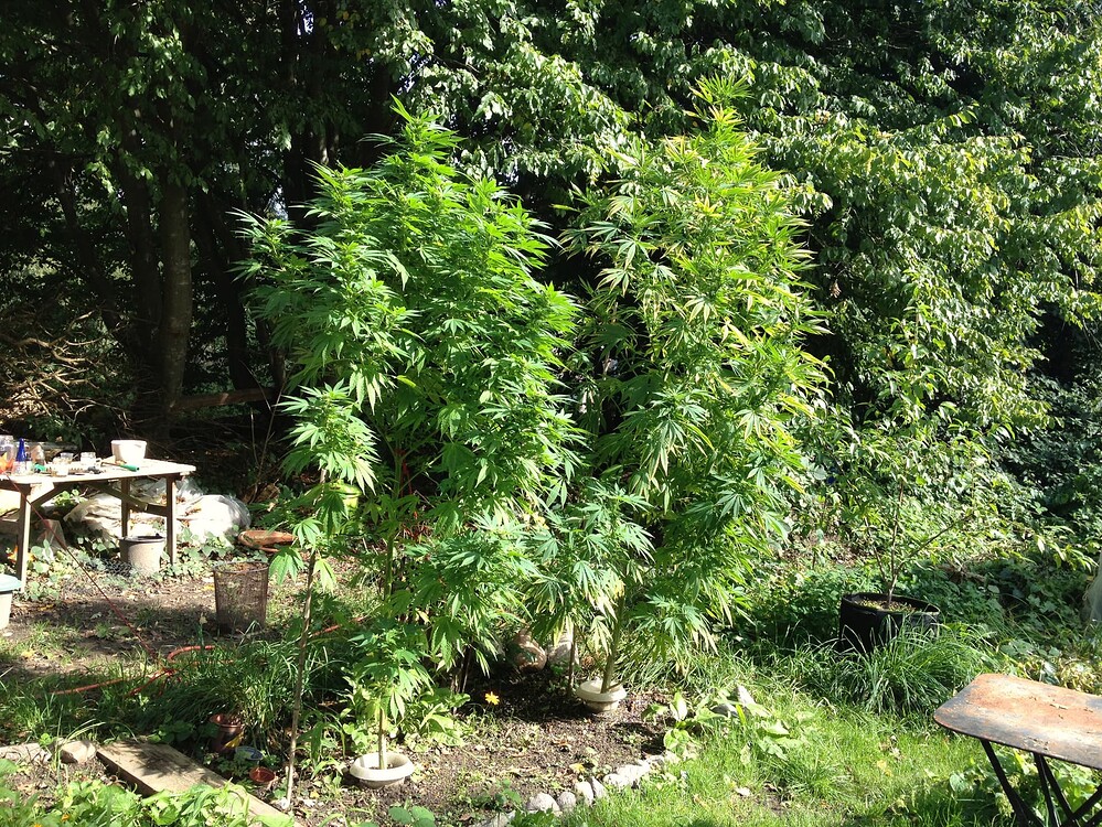 Growreport Bild 1