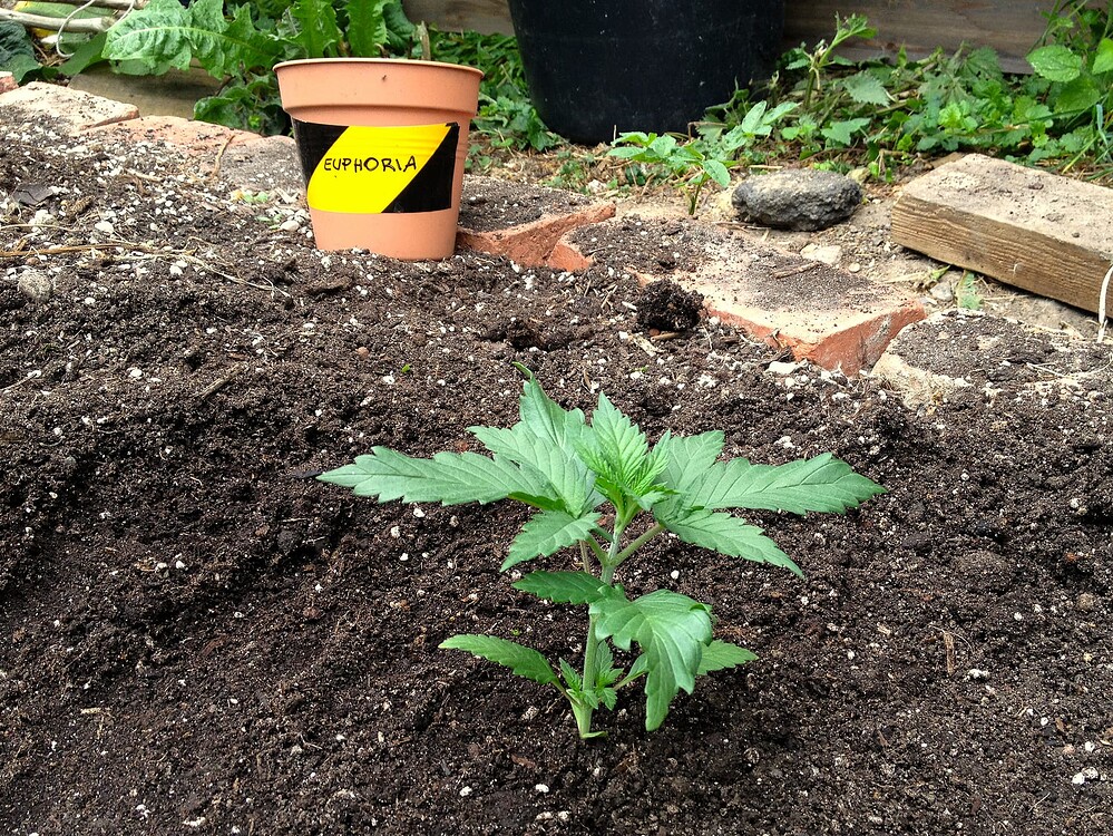 Growreport Bild 33