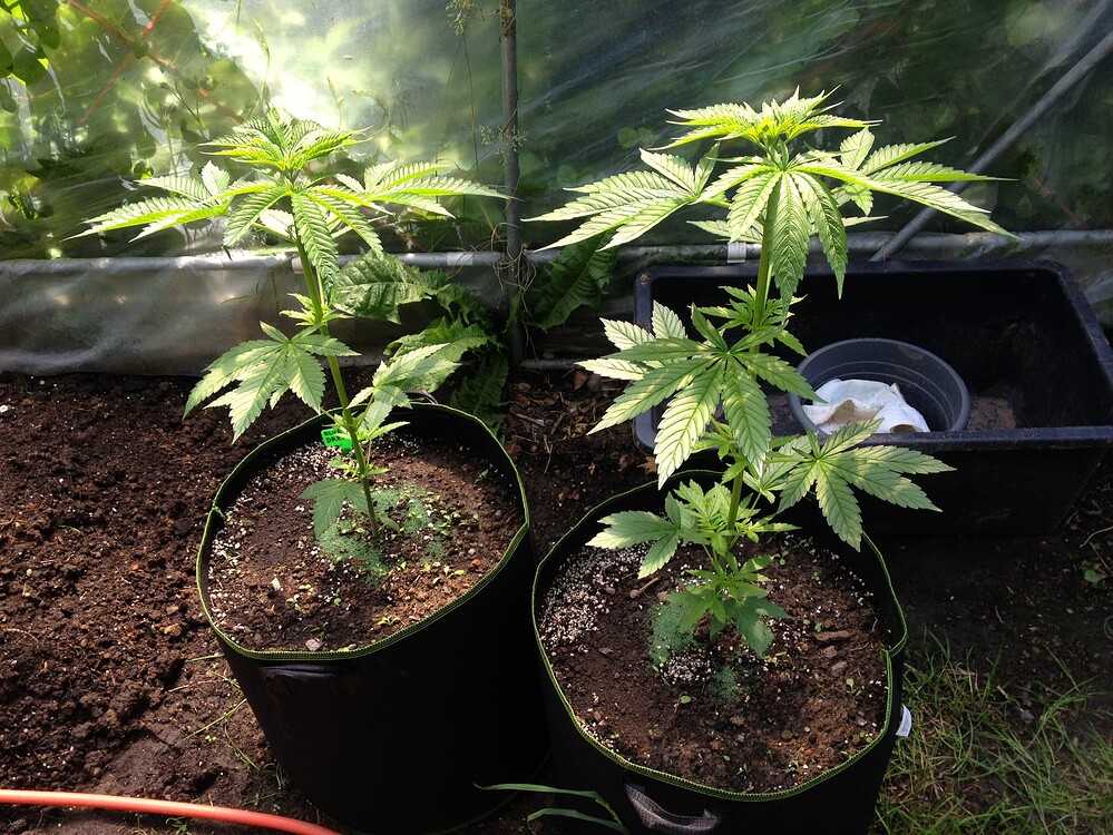 Growreport Bild 6