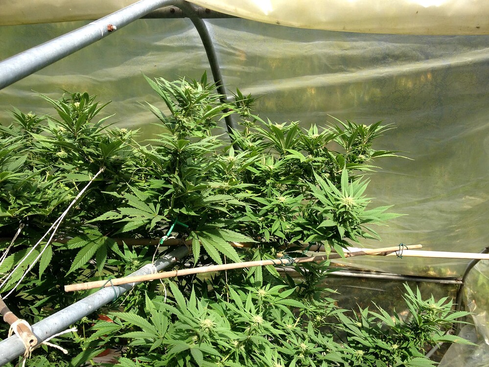 Growreport Bild 10