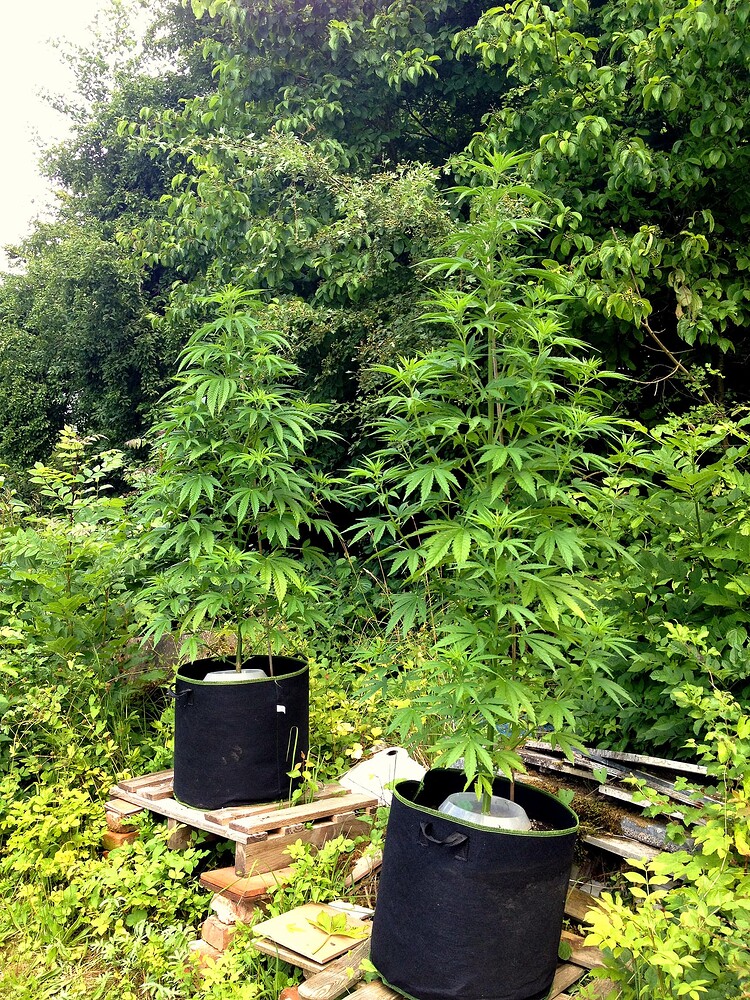 Growreport Bild 10