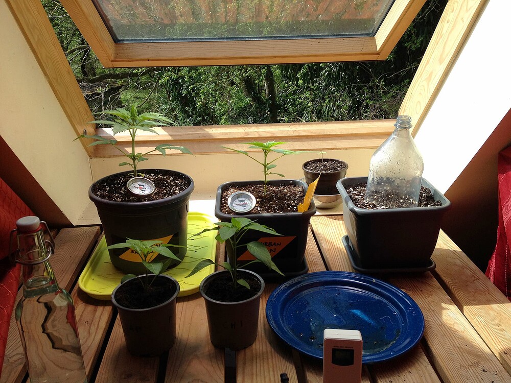 Growreport Bild 46