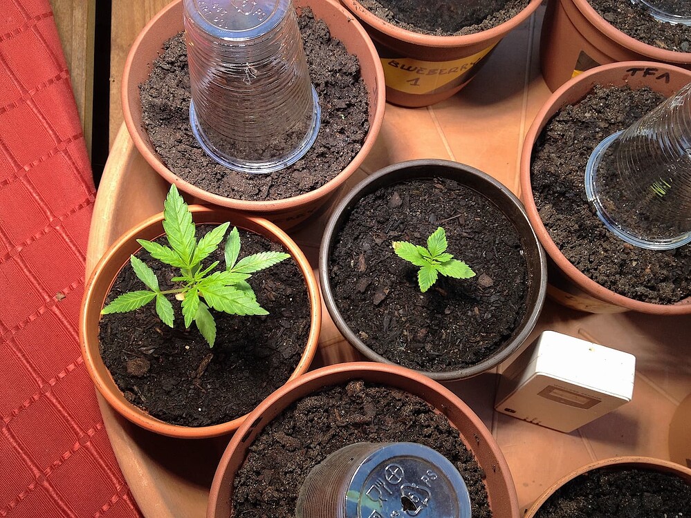 Draufsicht auf mehrere Blumentöpfe mit Cannabis-Sämlingen, einige unter Plastikbechern zur Feuchtigkeitsregulierung.