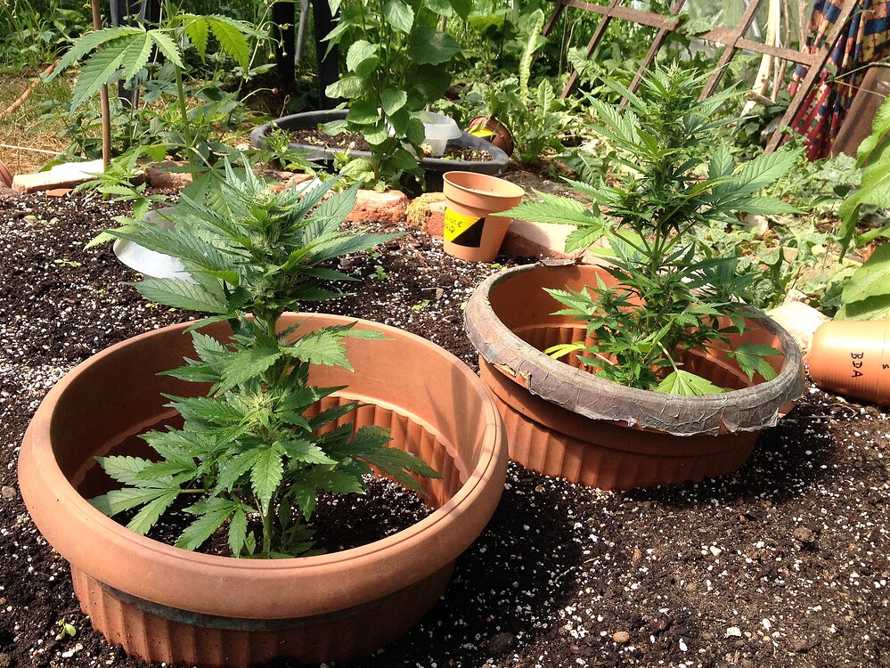 Growreport Bild 10