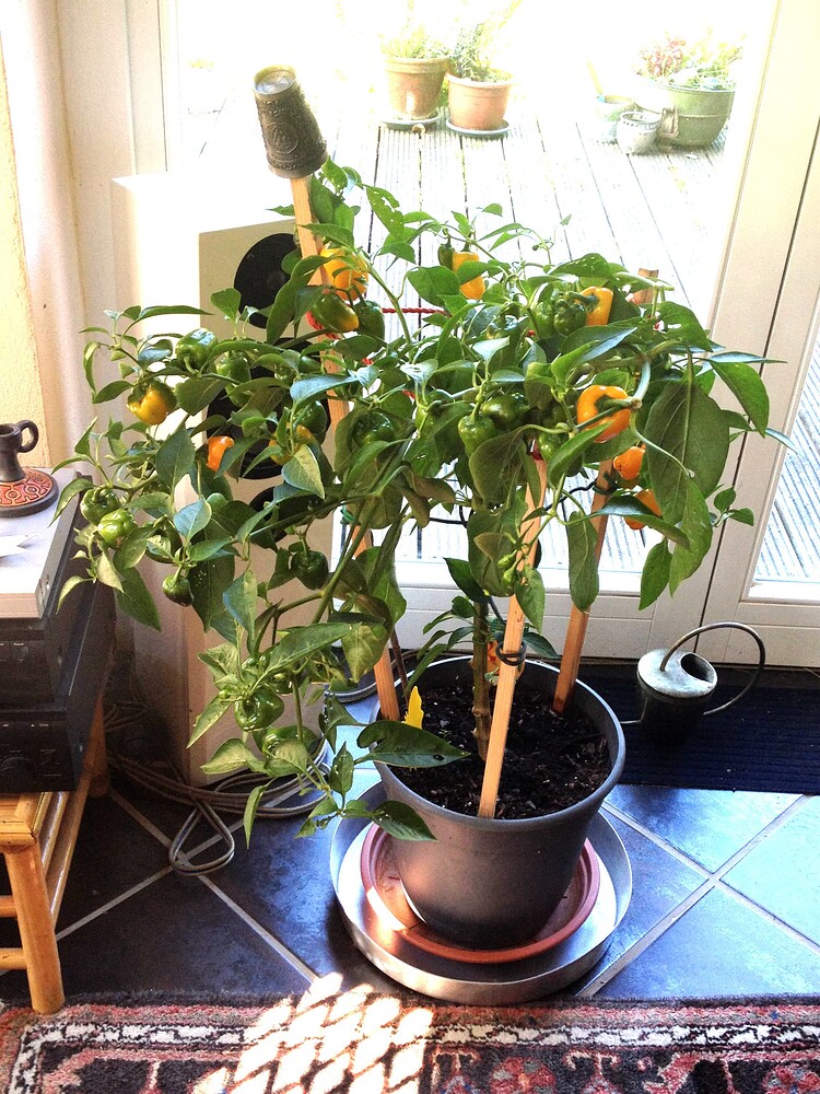 Growreport Bild 14
