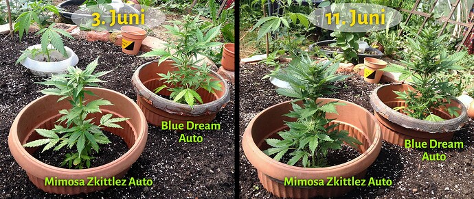 Vergleichsbild von zwei Cannabis-Pflanzen (Mimosa Zkittlez Auto und Blue Dream Auto) an zwei verschiedenen Daten (3. Juni und 11. Juni) in Töpfen im Freien.