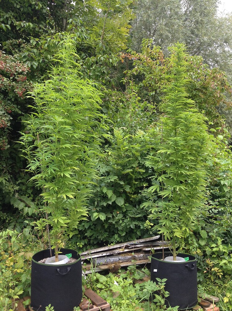 Growreport Bild 2