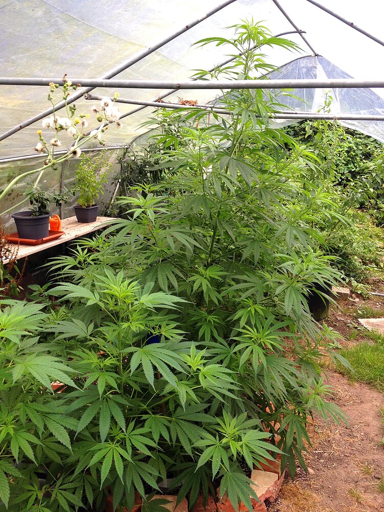 Growreport Bild 4
