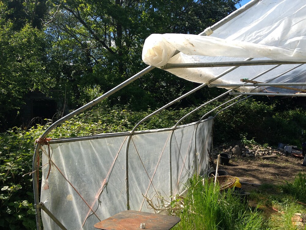 Ein Gewächshaus mit hochgerollter Seitenfolie im Garten.