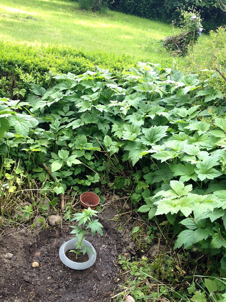 Eine kleine Cannabis-Pflanze in einem Topf, der in die Erde eingelassen ist, umgeben von dichtem Grünzeug im Garten.