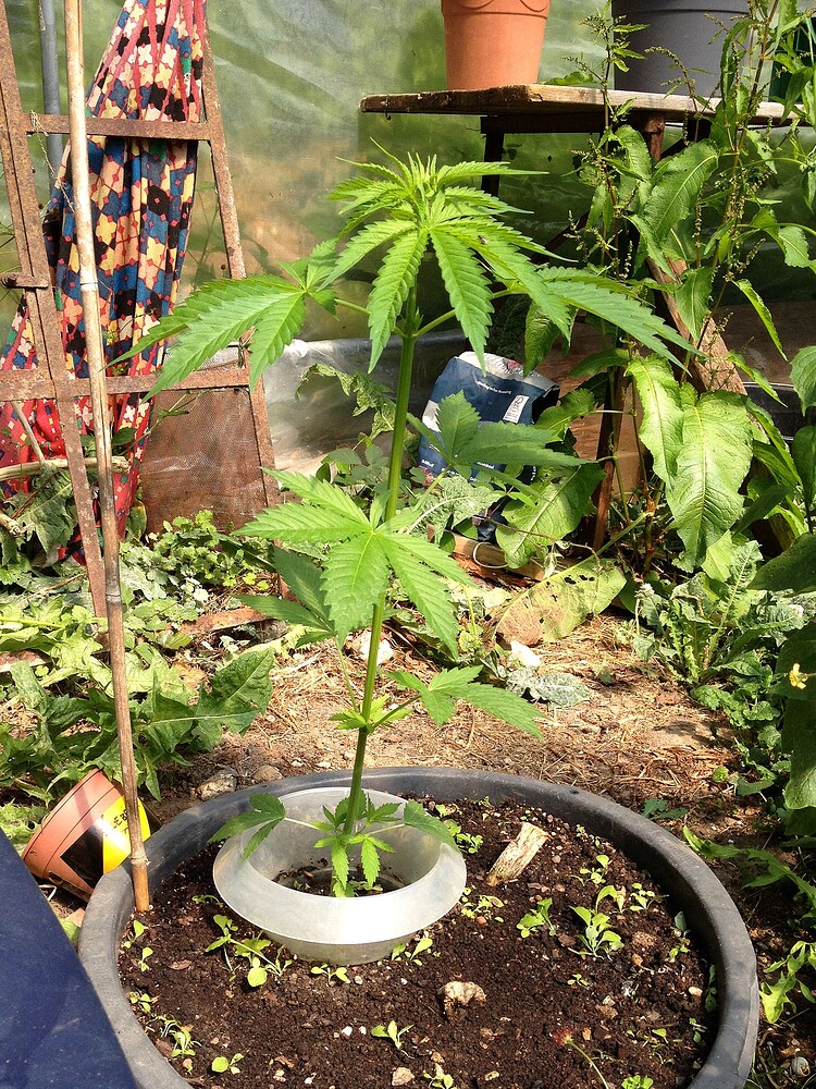 Growreport Bild 5