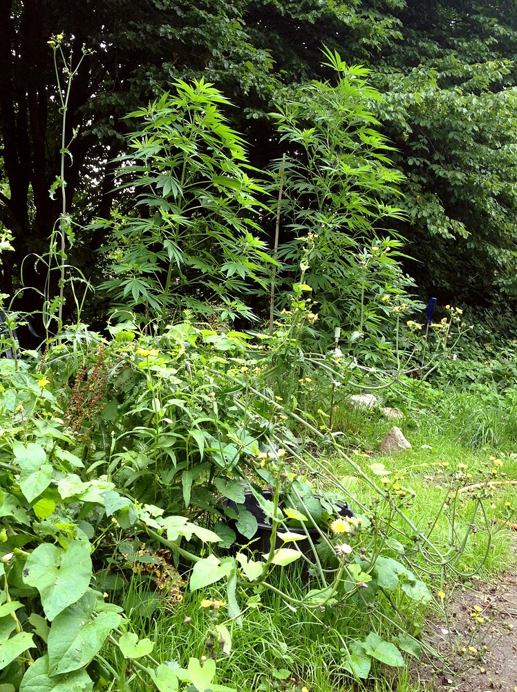 Growreport Bild 9