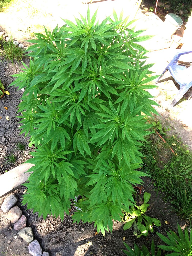Growreport Bild 54